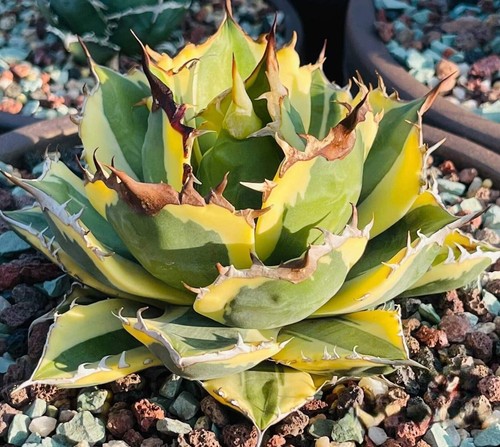 Agave titanota snaggle tooth - titanota, 'snaggle