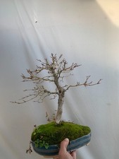 japanese maple bonsai acer