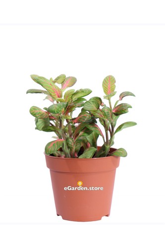 Pianta fittonia vera - pianta,