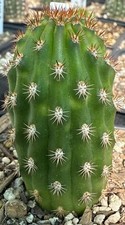 HILDEWINTERA,Hybrid,EVITA,Cact