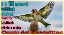 CANTO CARDELLINO MODULATO SONG OF THE GOLDFINCH CANCIÓN JILGUERO LIMPIDISSIMO