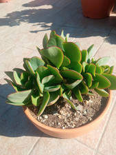 CRASSULA ARBORESCENS, 21 CM COCCIO. SPEDIZIONE GRATUITA!!!