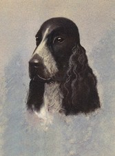 COCKER SPANIEL CHARMING DOG