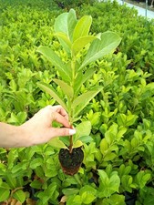 Lauroceraso prunus - lauroceraso, "prunus