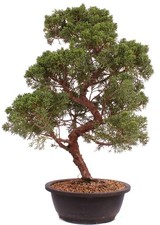 Bonsai - Juniperus chinensis 'Kyushu', Chinesischer Wacholder 224/86