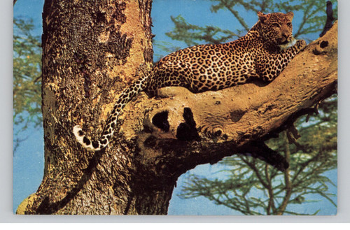 Leopard tree big - tree,