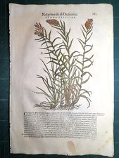 MATTIOLI MATTHIOLI Erbario a figure grandi originale del 1604 CANNA PALUSTRE