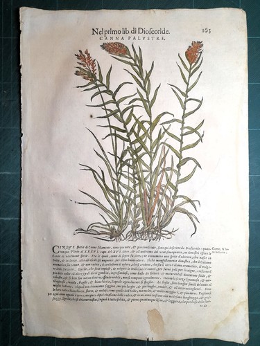 Mattioli matthioli erbario - erbario, a