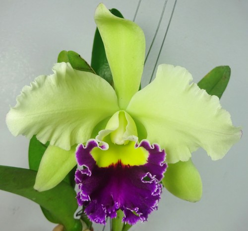 Cattleya blc pathum green - blc.,