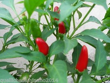 20 SEMI DI  PEPERONCINO