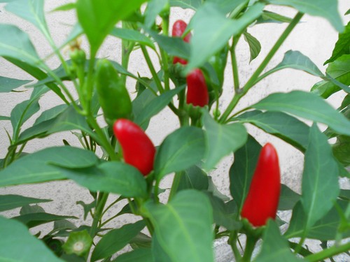 Semi peperoncino - 20,