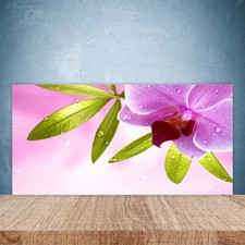 Splashback Paraschizzi
