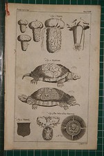 1764 antico stampa tende - 1764, ~