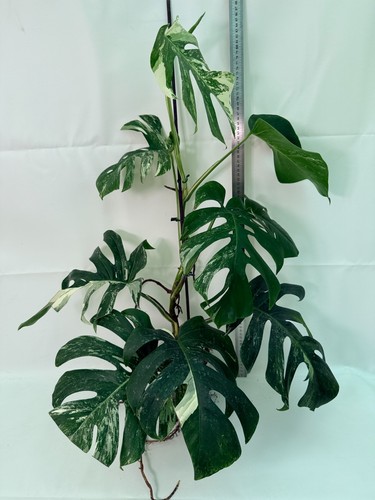 Monstera deliciosa albo - deliciosa,