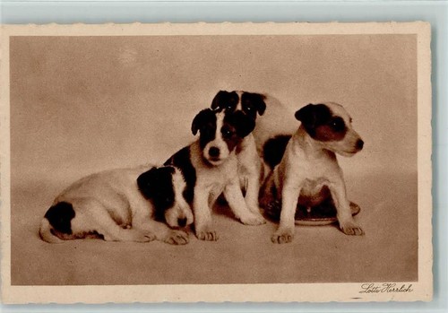 Jack russell terrier - jack, cuccioli