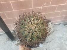ferocactus cilindraceus