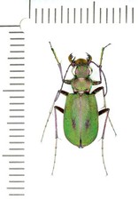 Cicindelidae, Cicindela