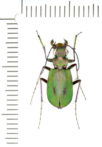 Cicindelidae cicindela - cicindelidae,,