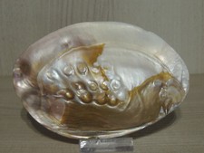 ART NOUVEAU CONCHIGLIA
