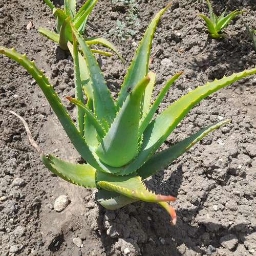 Aloe arborescens pianta - , di