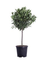 Pianta vera alloro laurus - vera,