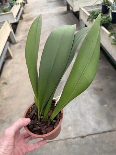 Oncidium lanceanum ibrido