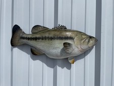 23" Largemouth Bass Half Mount