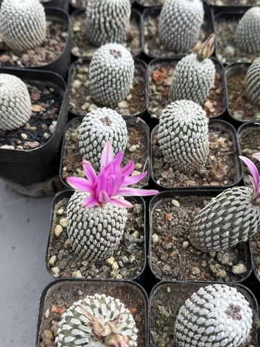 Bonsai succulento per casa - , 2