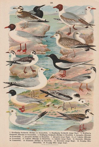 Seeschwalben seeschwalbe möwe - seeschwalben,