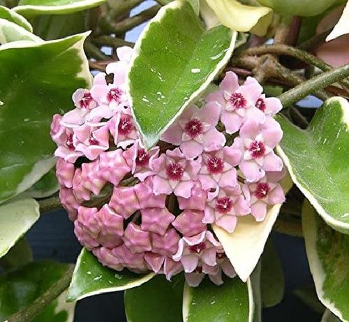 Hoya carnosa krimson - hoya, queen
