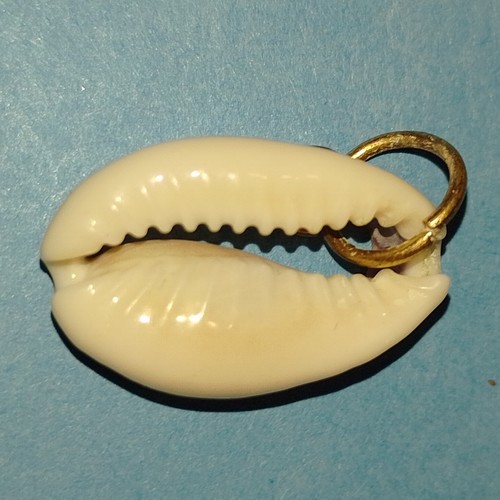 Conchiglia ciprea - conchiglia, di