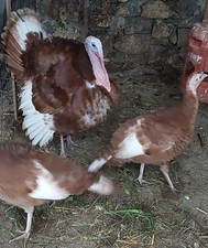 10 Uova Feconde di Tacchino