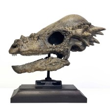 pachycephalosaurus fossil