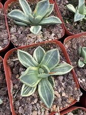 Rara pianta succulenta agave