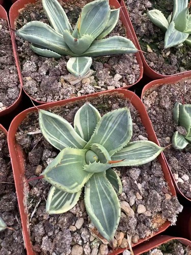 Rara pianta succulenta agave