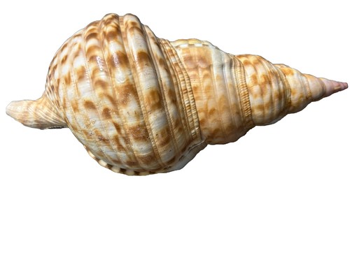 Tromba tritone charonia - tritone,