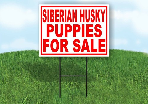 Siberian husky cuccioli - siberian,