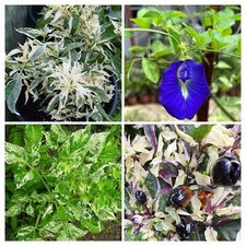 CONFEZIONE PANASCIATA da 4