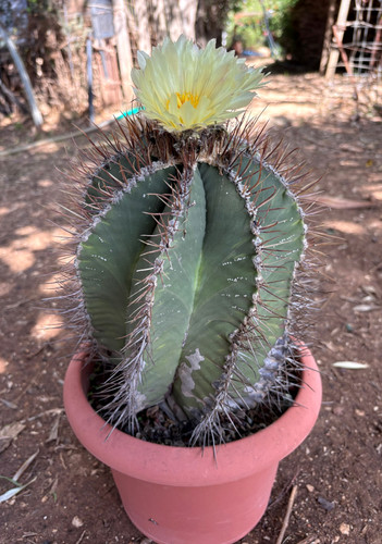 Astrophytum ornatum cactus - astrophytum,