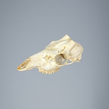 538SKU Teschio di capriolo