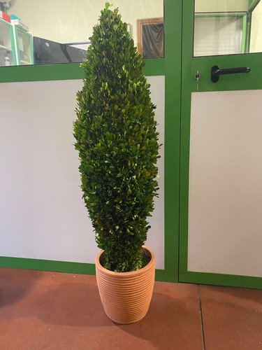Pianta bosso stabilizzata - pianta,
