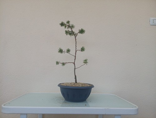 Bonsai pino bianco parviflora - pino,