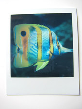 N. ARAKI: POLAROID ORIGINALE