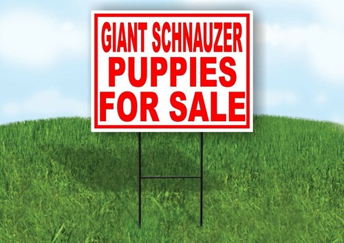 Schnauzer gigante cuccioli - cuccioli, in