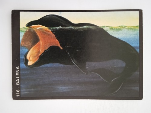 Figurina natura viva edizioni - natura,