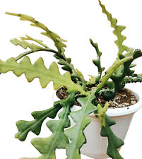 Selenicereus anthonyanus