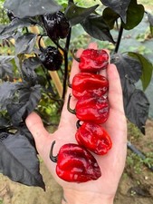 10 semi di peperoncino Black