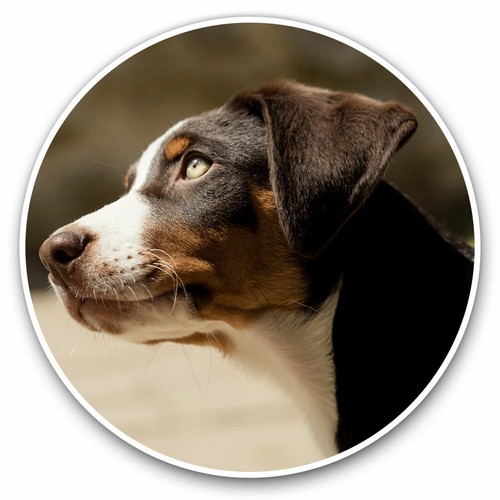 Adesivi vinile cm - vinile,