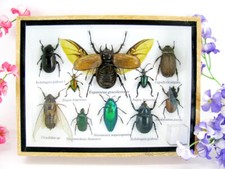 Pezzo unico - Veri insetti