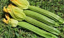 15 SEMI DI ZUCCHINA FIORENTINA LUNGHI + OMAGGIO